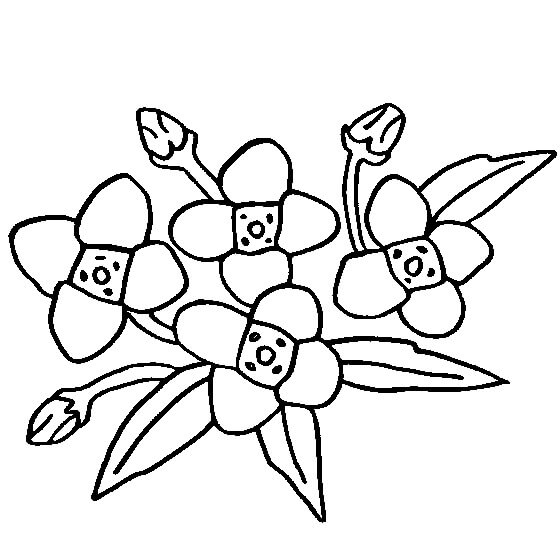 Dibujo de Dibujo de Flor de Gardenia para Colorear y Imprimir