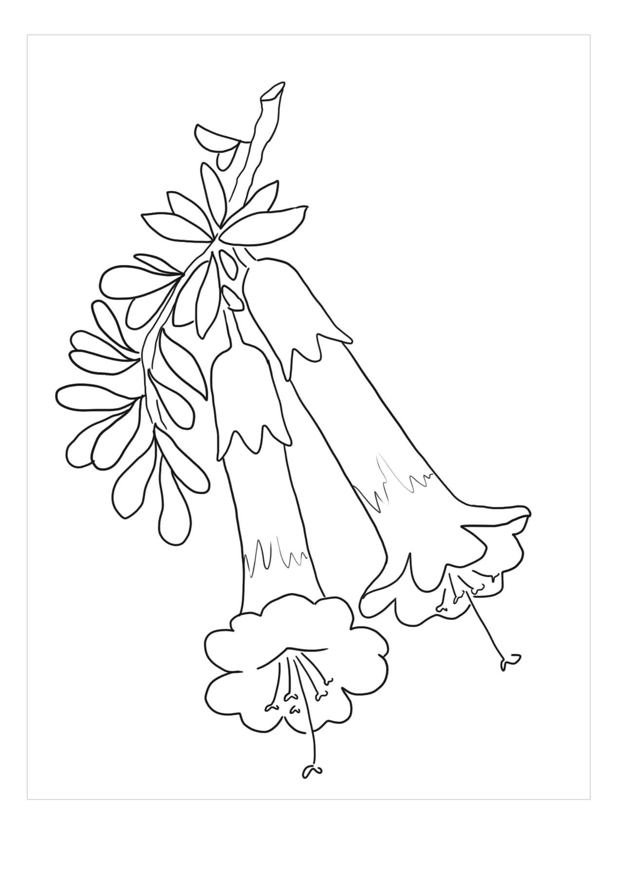 Dibujo de dos Flores de Gardenia para Colorear y Imprimir
