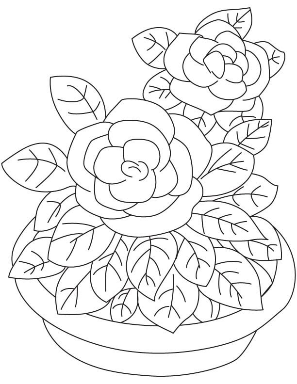 Dibujo de Dulce Gardenia para Colorear y Imprimir