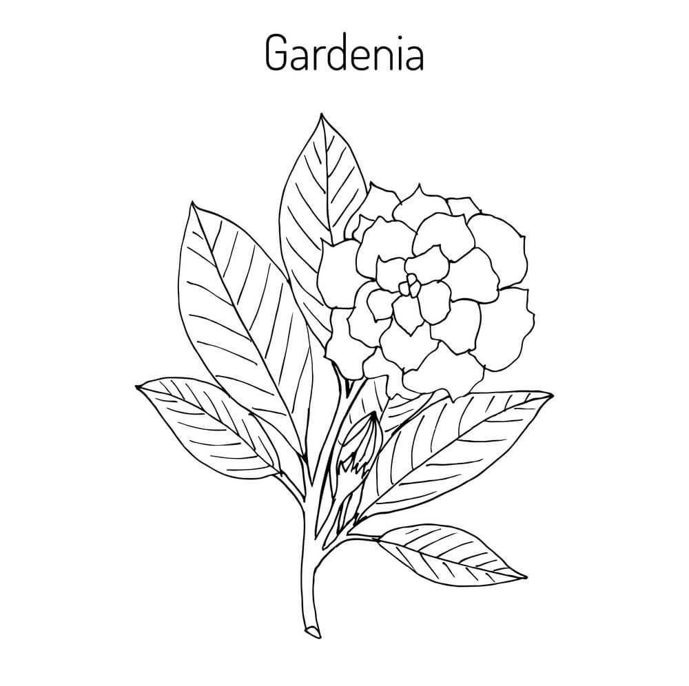 Dibujo de Gardenia 1 para Colorear y Imprimir