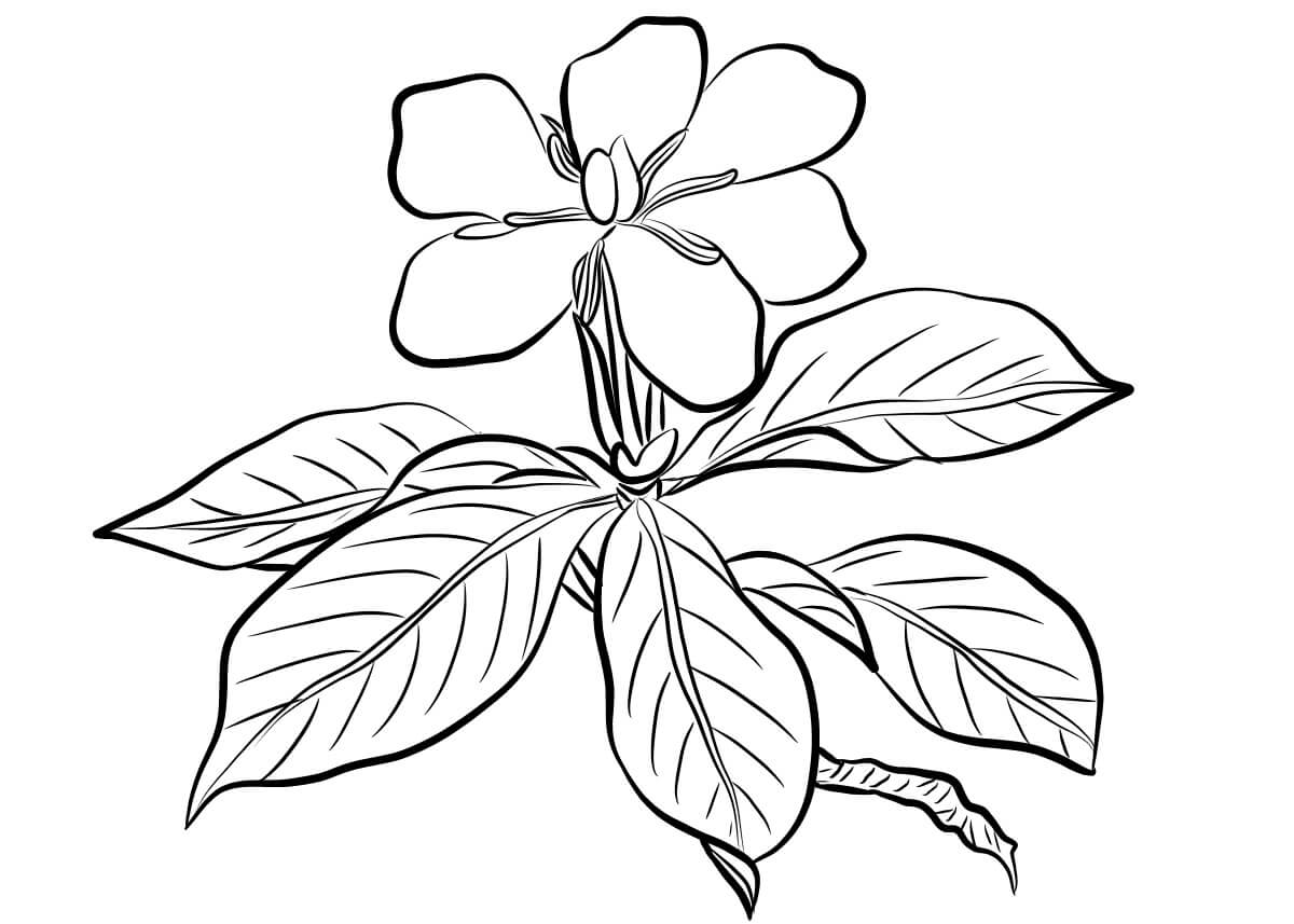 Dibujo de Gardenia Augusta para Colorear y Imprimir