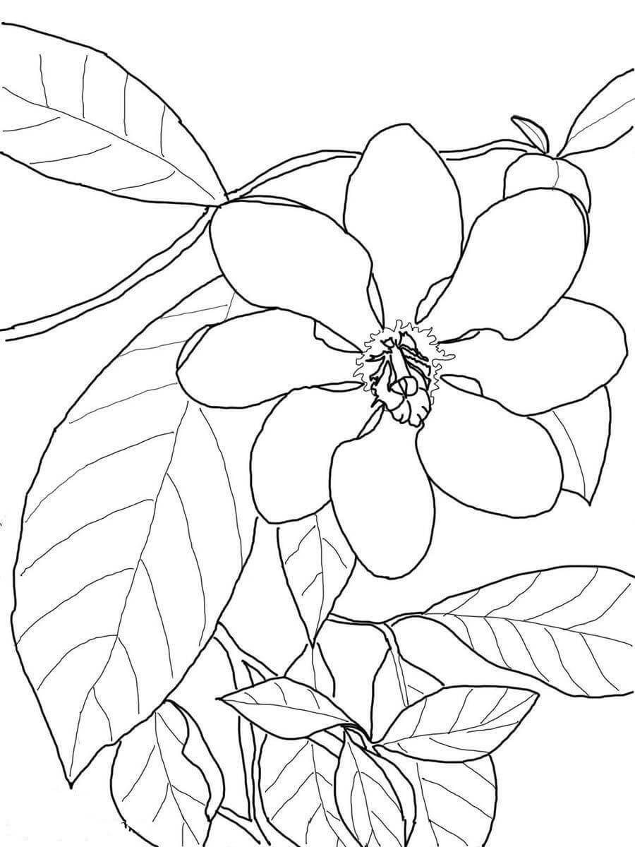 Dibujo de Gardenia Básica Con Hoja para Colorear y Imprimir