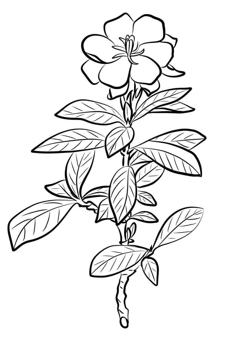 Dibujo de Gardenia Básica para Colorear y Imprimir