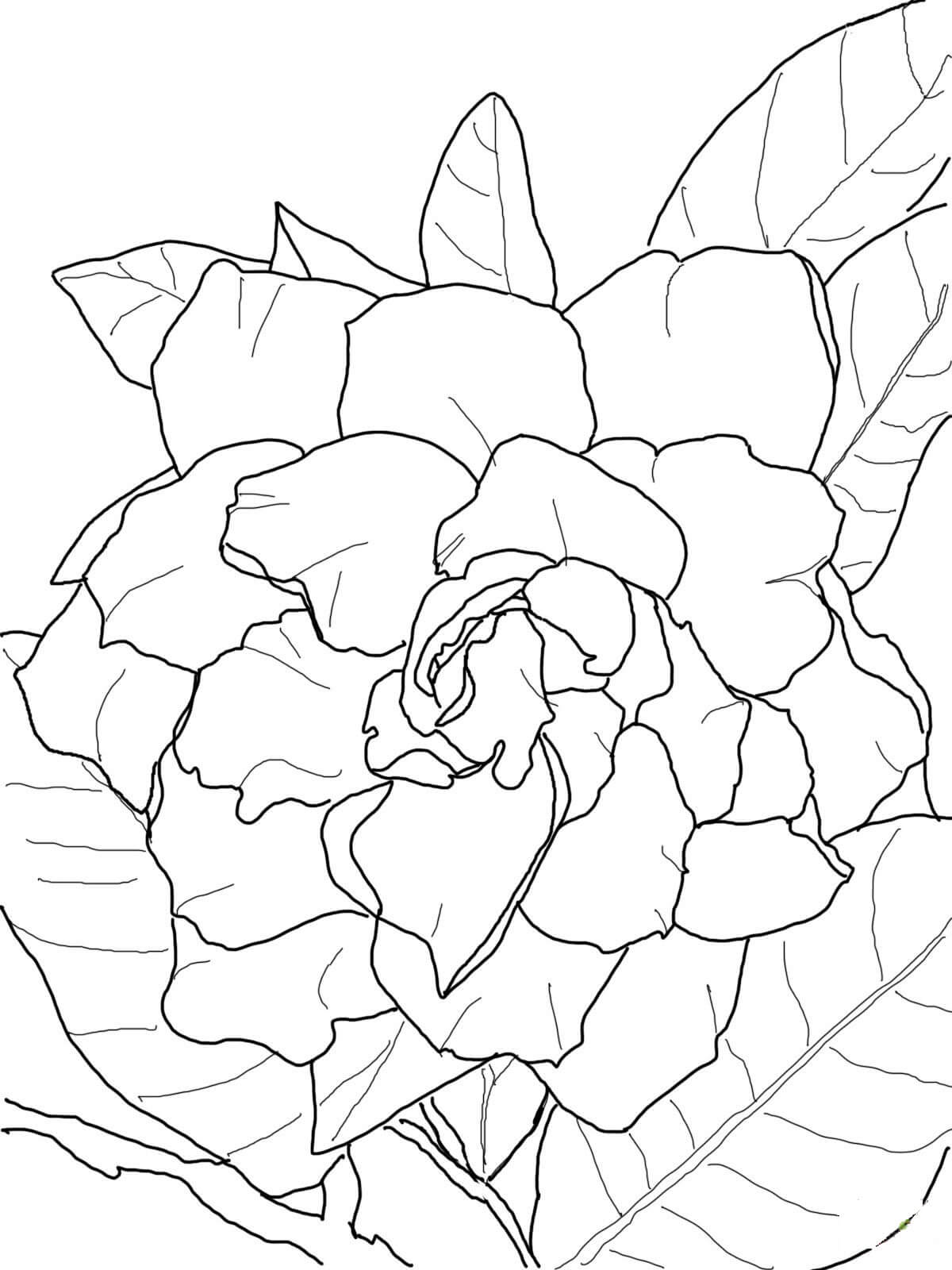 Dibujo de Gardenia Impresionante para Colorear y Imprimir