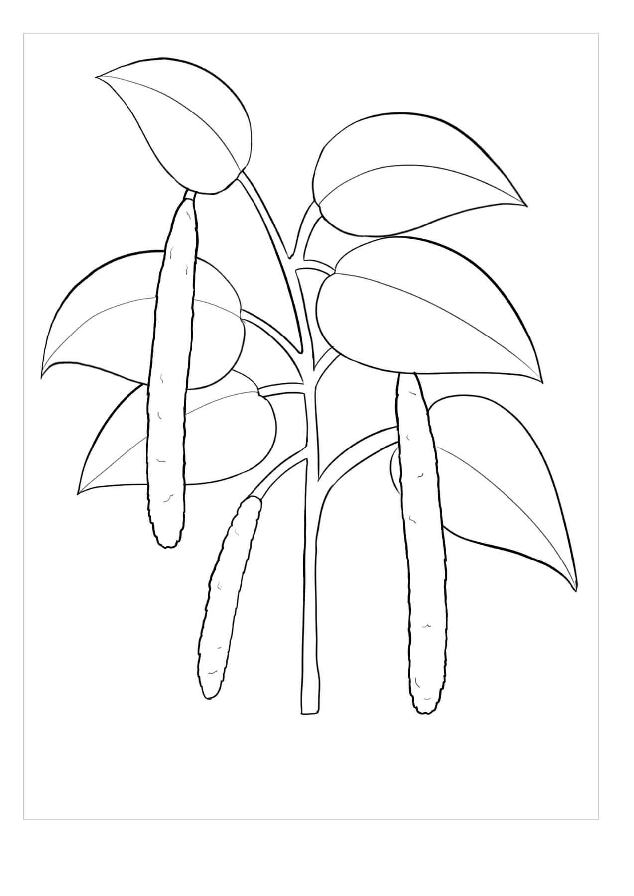 Dibujo de Gardenia Imprimible para Colorear y Imprimir