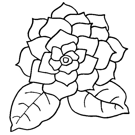 Dibujo de Gardenia Normal para Colorear y Imprimir