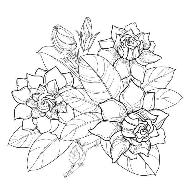 Dibujo de Hermosa Gardenia y Hoja para Colorear y Imprimir