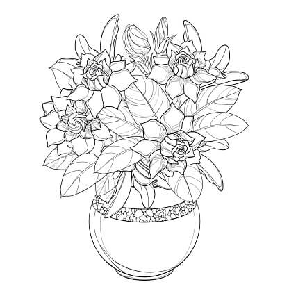 Dibujo de Maceta de Gardenia para Colorear y Imprimir