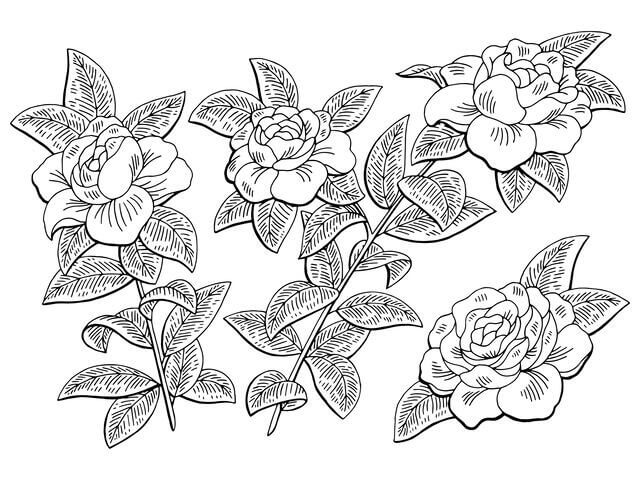 Dibujo de Rama de Flor de Gardenia para Colorear y Imprimir