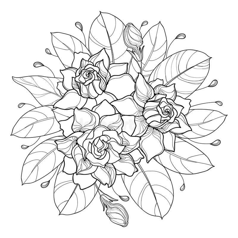 Dibujo de Vector de Gardenia para Colorear y Imprimir