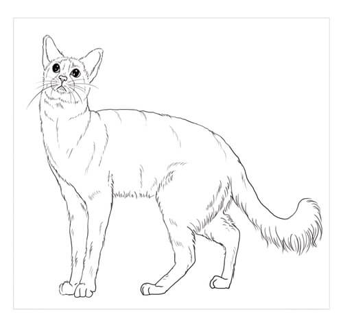 Dibujo de Gato Guerrero Javanés para Colorear y Imprimir