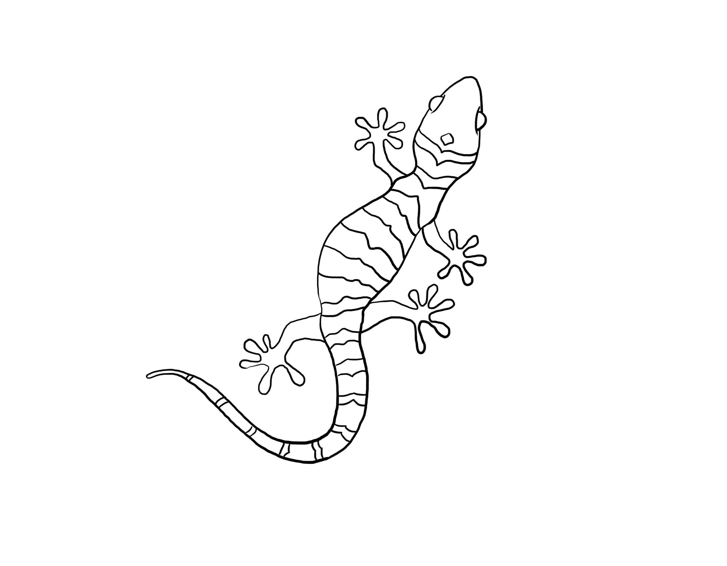 dibujo adorable gecko para colorear