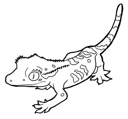 dibujo bastante gecko para colorear