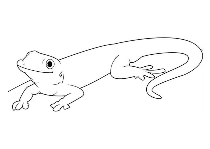 dibujo buen gecko para colorear