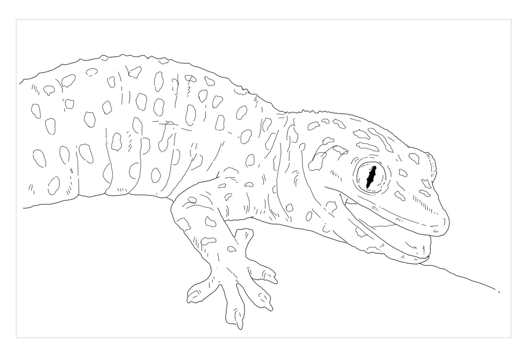 Gecko para Colorear