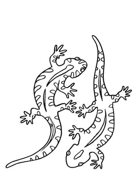 dibujo dos geckos en el desierto para colorear