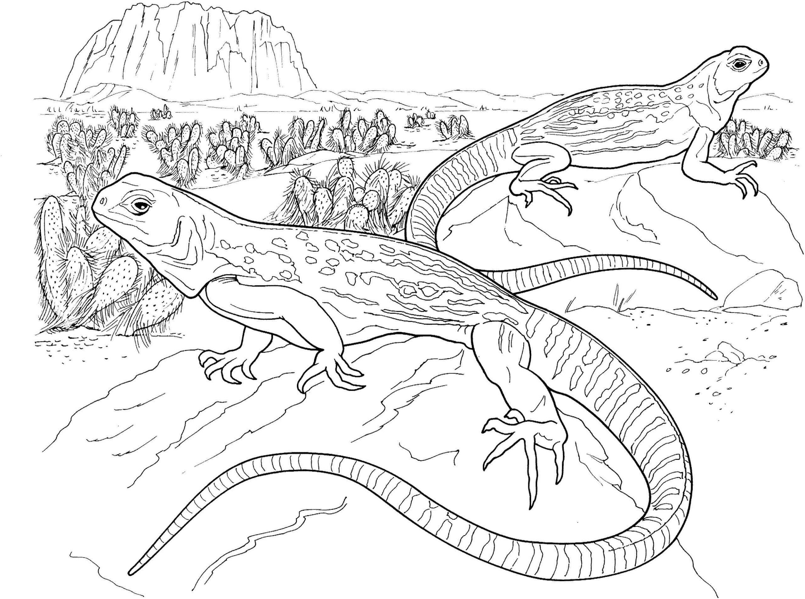 dibujo dos geckos para colorear