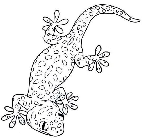 dibujo gecko basico para colorear