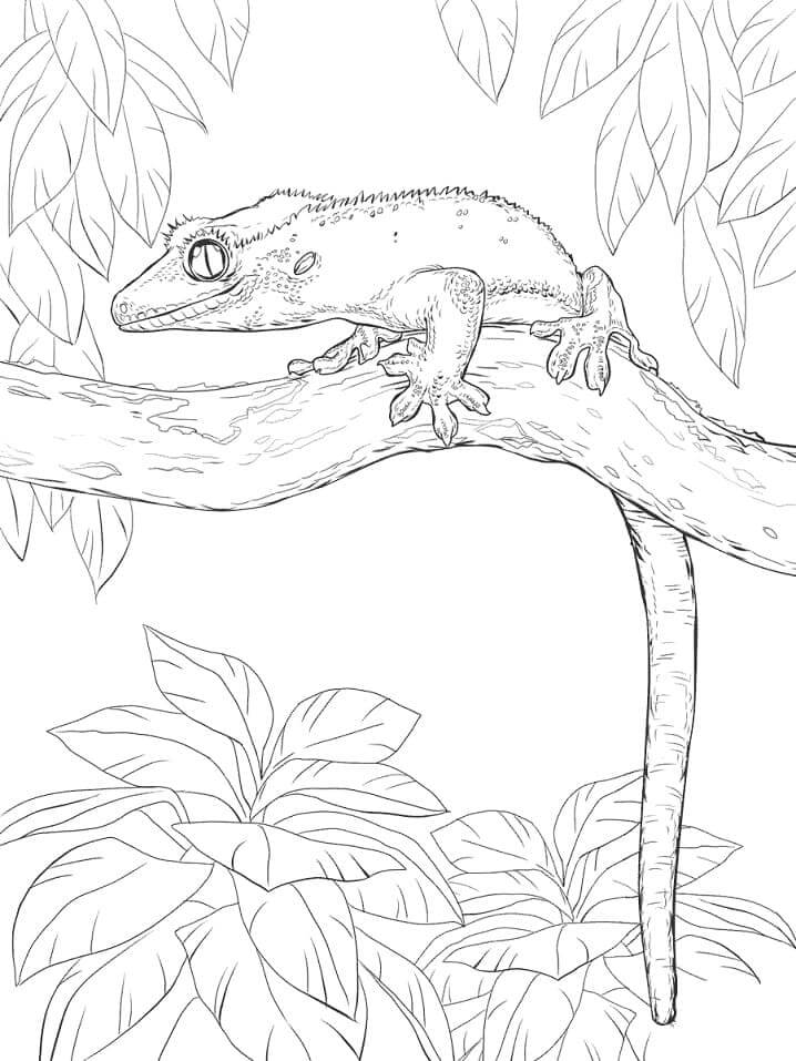 dibujo gecko crestado para colorear