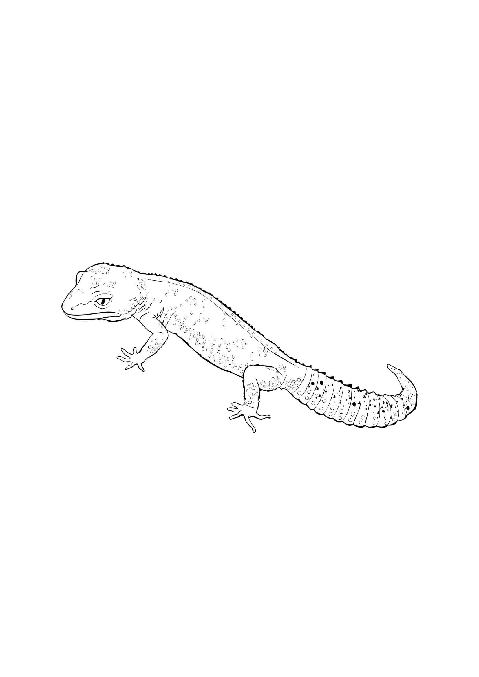 dibujo gecko de cola gorda para colorear