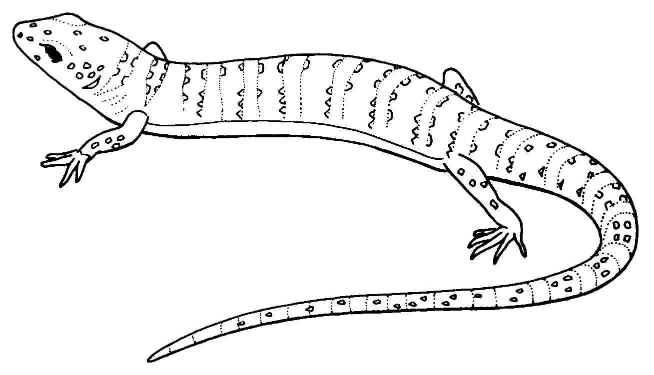 dibujo gecko perfecto para colorear