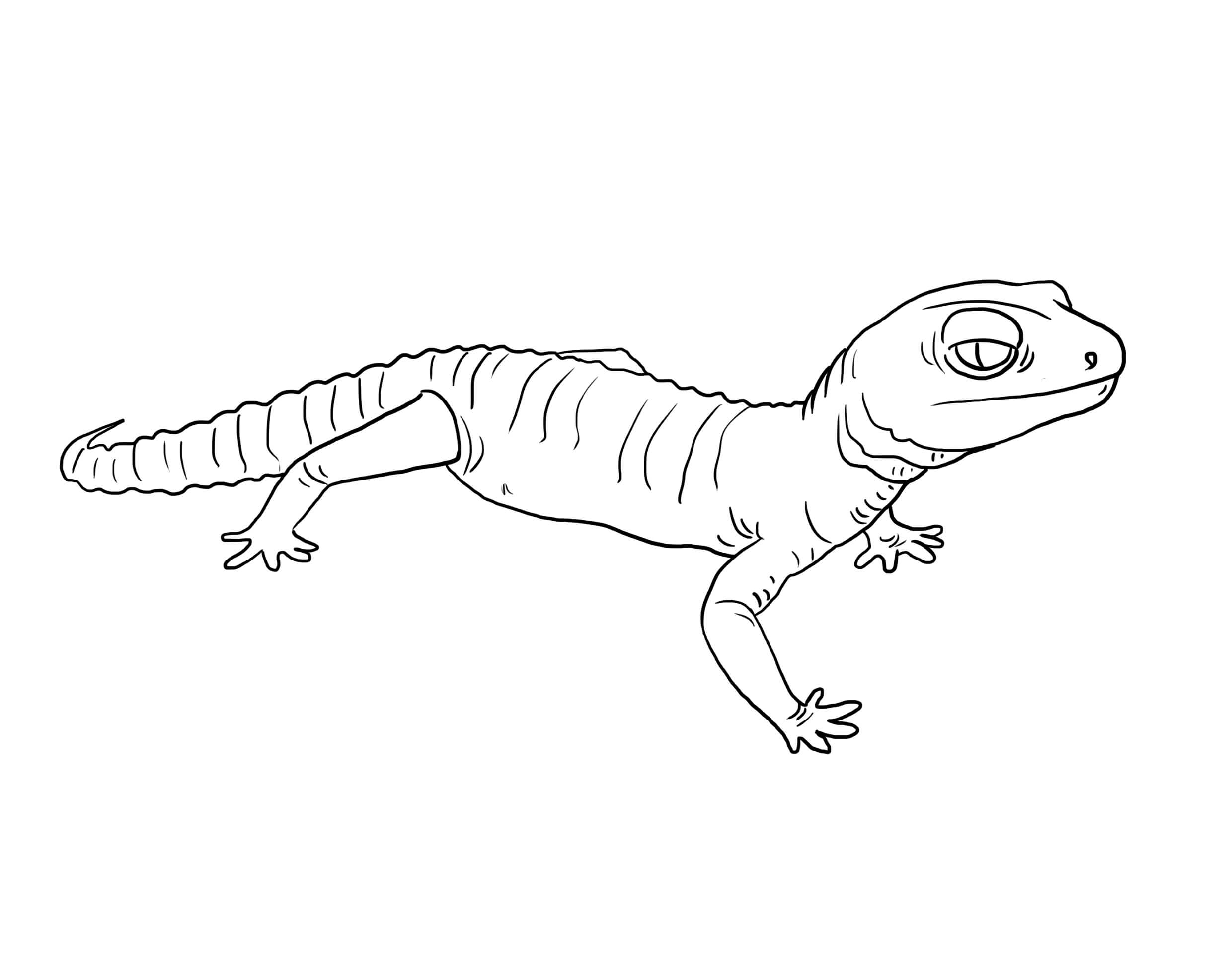 dibujo gecko simple para colorear