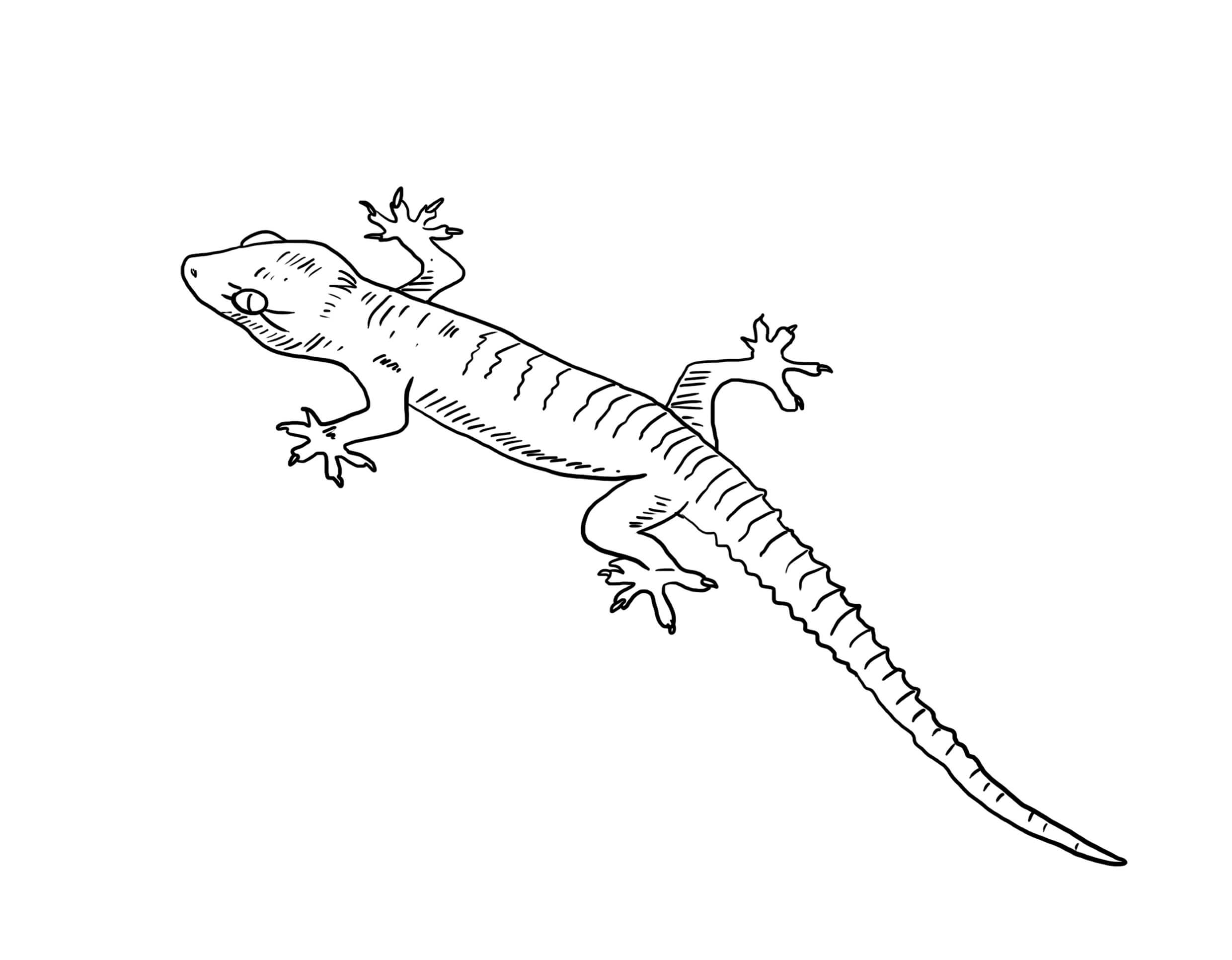 dibujo gran gecko para colorear