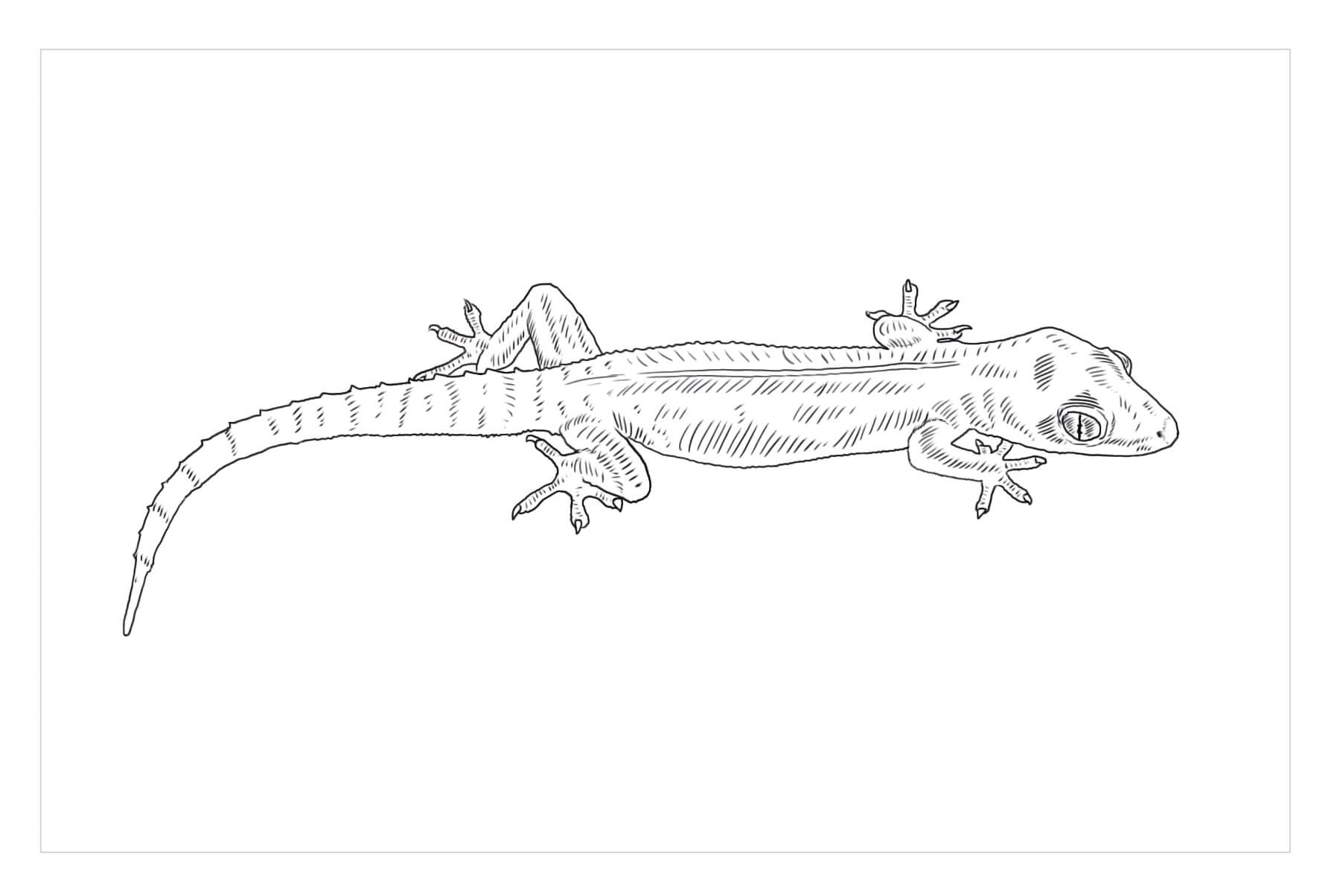 dibujo idea libre de gecko para colorear