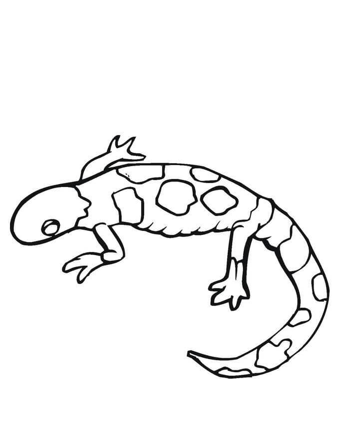 dibujo imagenes gratis de gecko para colorear
