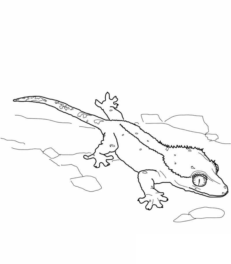 dibujo lagarto gecko crestado para colorear
