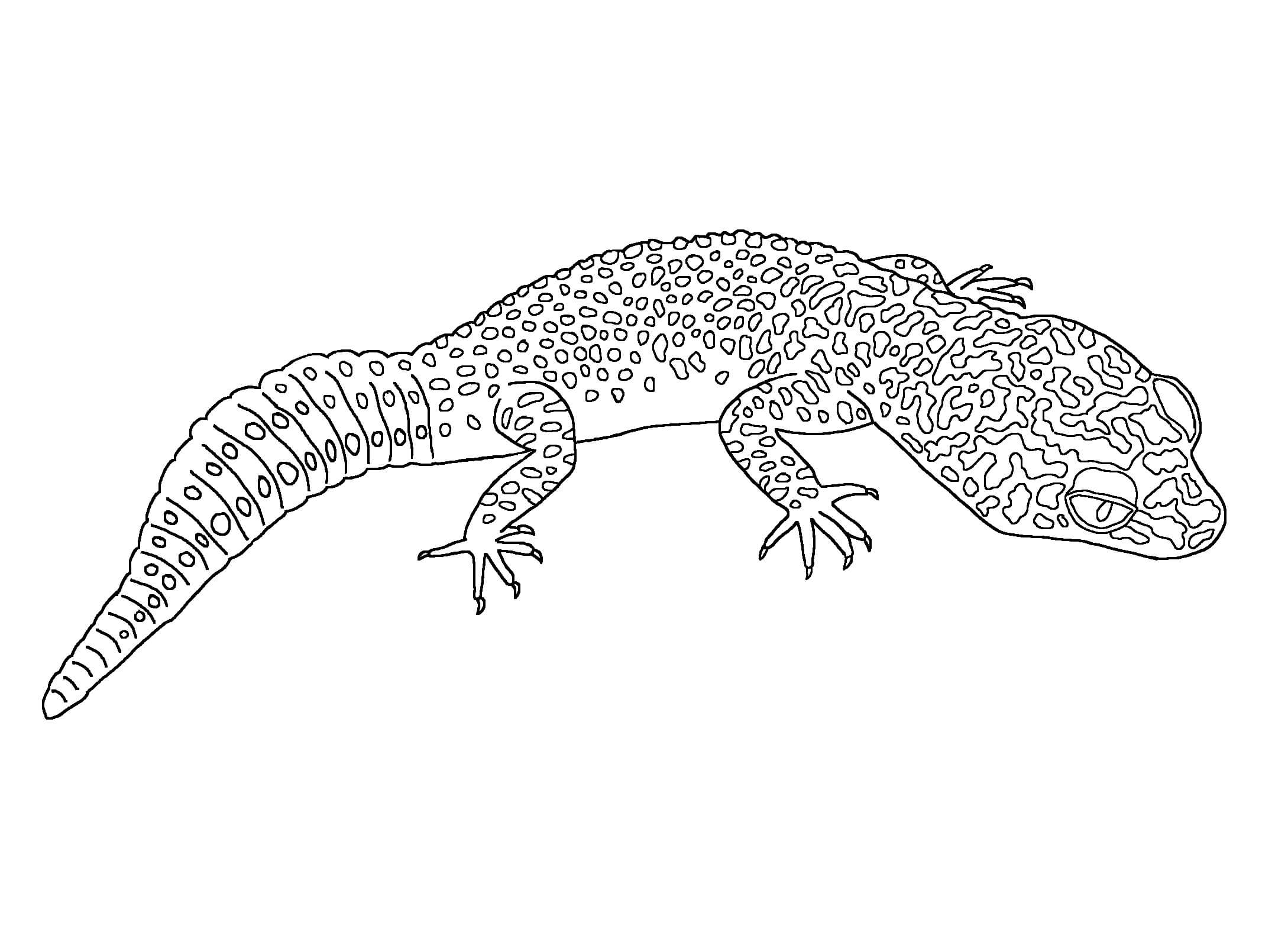 dibujo leopardo gecko para colorear