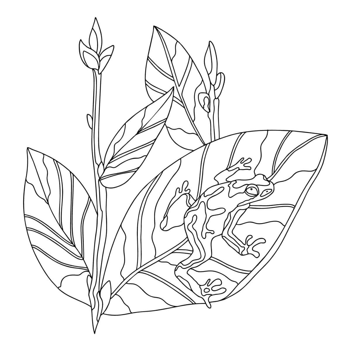 Dibujo de Una Rana Con Hojas de Jengibre para Colorear y Imprimir