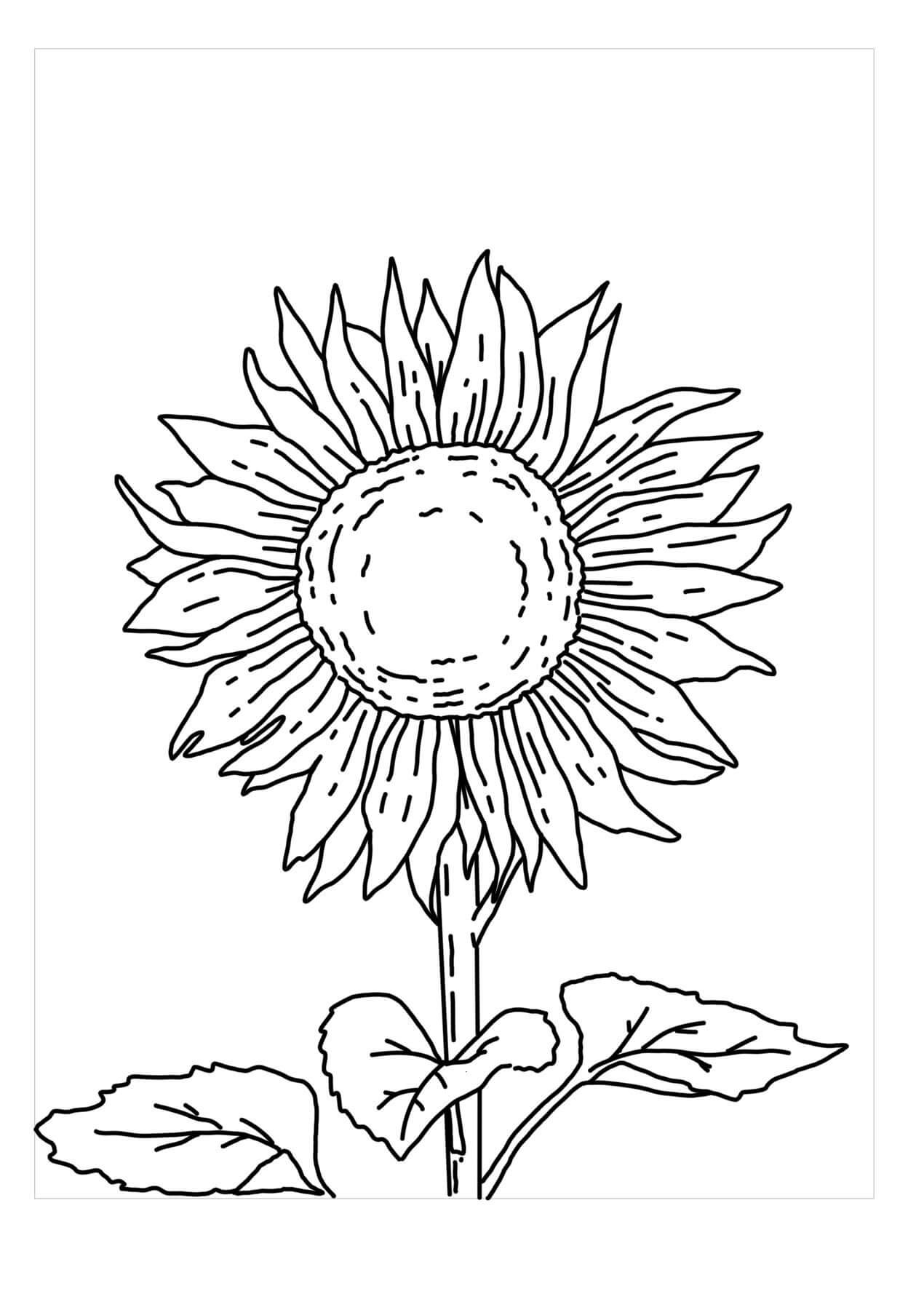 Dibujo de Bonito Girasol para Colorear y Imprimir