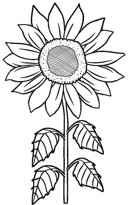 Dibujo de Girasol 2 para Colorear y Imprimir
