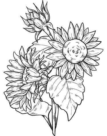 Dibujo de Girasol 3 para Colorear y Imprimir