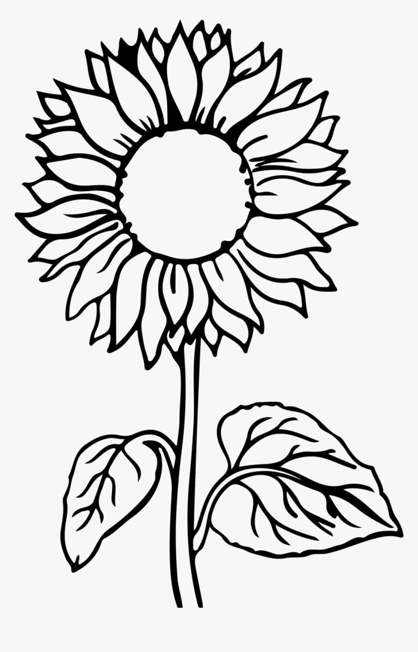 Dibujo de Girasol Normal para Colorear y Imprimir