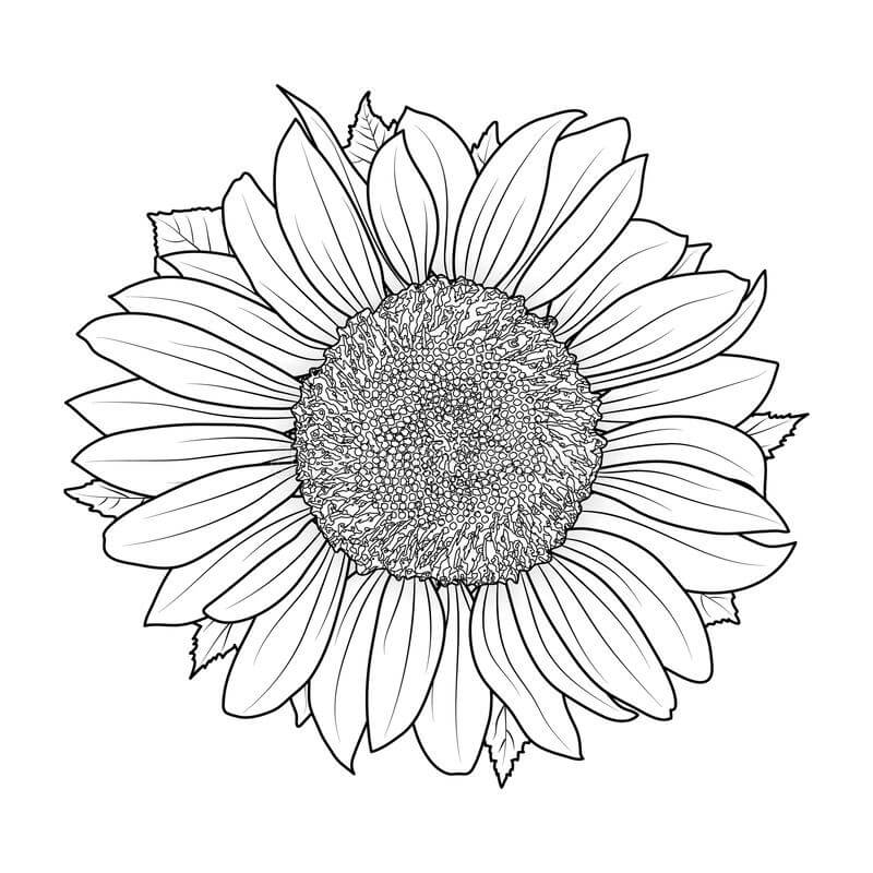 Dibujo de Girasol Simple para Colorear y Imprimir