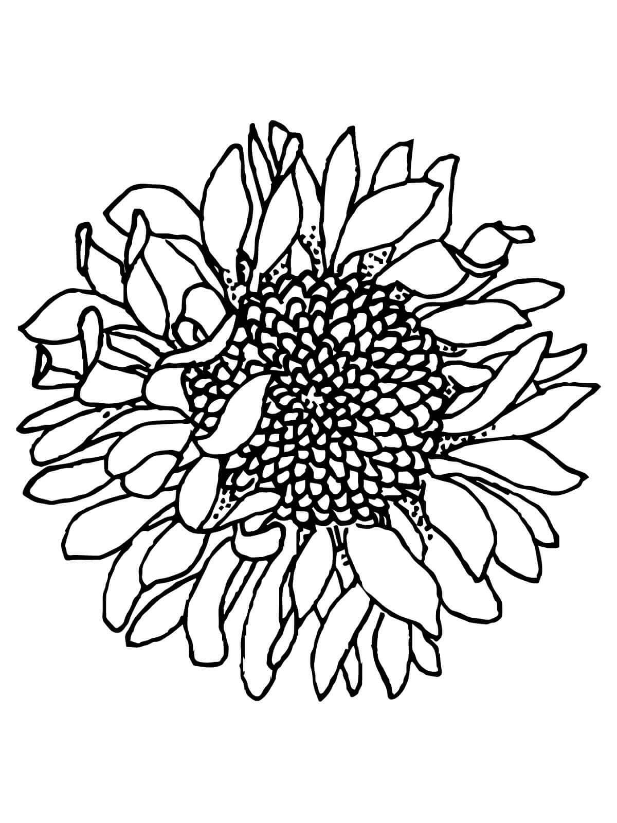 Dibujo de Girasoles Marchitos para Colorear y Imprimir