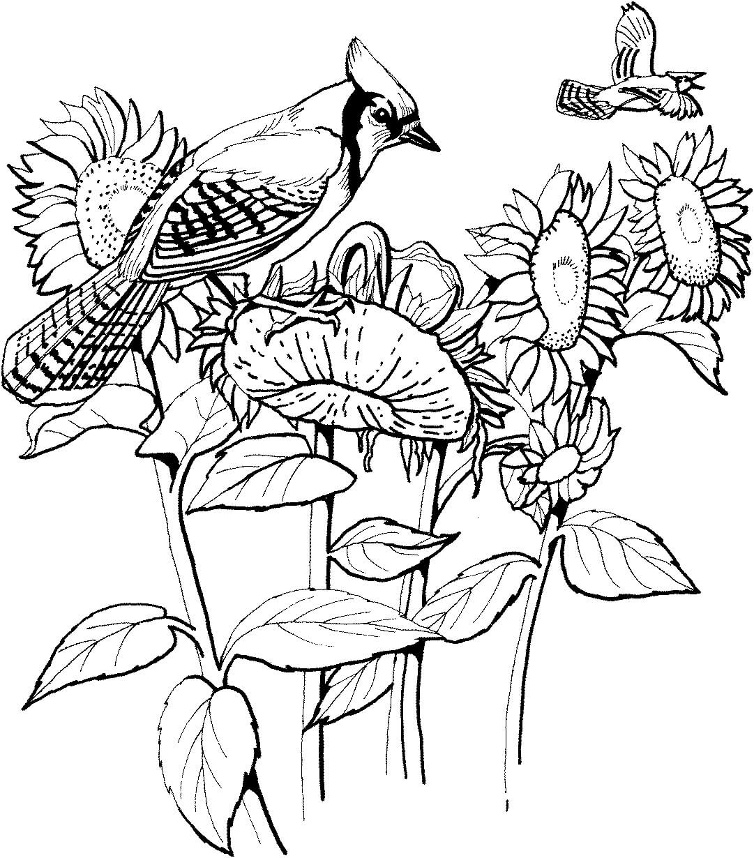 Dibujo de Pájaros y Girasoles para Colorear y Imprimir