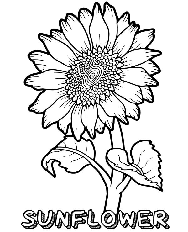 Dibujo de Un Gran Girasol para Colorear y Imprimir