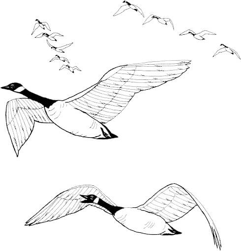 Dibujo de Bandada de Gansos para Colorear y Imprimir