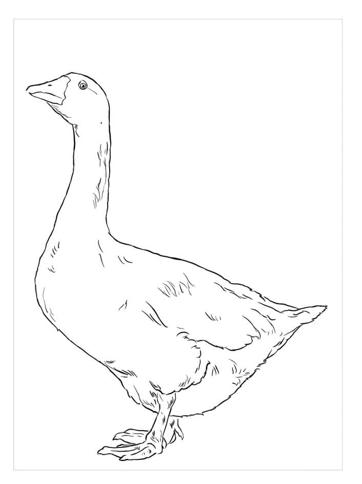 Dibujo de Embden Ganso para Colorear y Imprimir