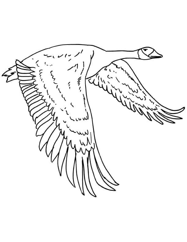 Dibujo de Ganso Canadiense Volando para Colorear y Imprimir