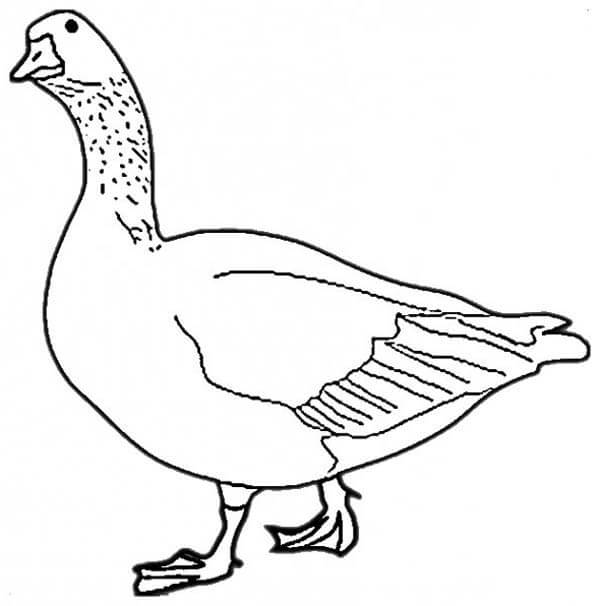 Dibujo de Ganso Lindo para Colorear y Imprimir