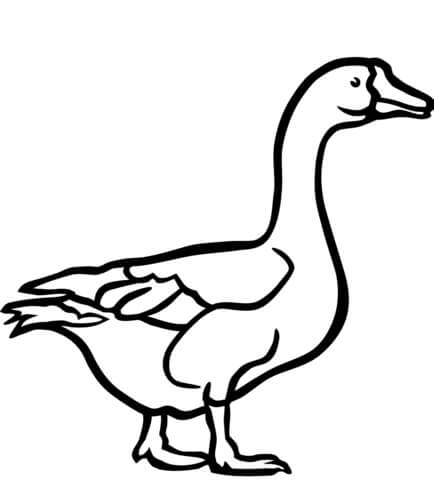 Dibujo de Ganso Normal para Colorear y Imprimir