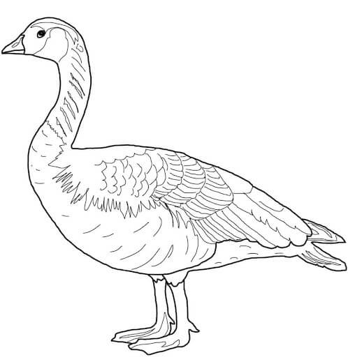 Dibujo de Ganso Salvaje de Canadá para Colorear y Imprimir