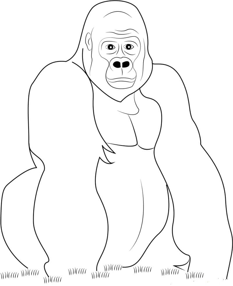 dibujo de cabeza de gorila para colorear