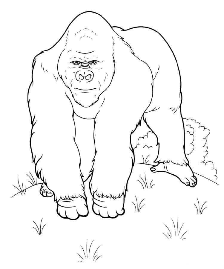 dibujo gorila imprimible para colorear