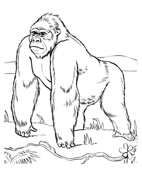 dibujo lindo gorila tenencia platano para colorear