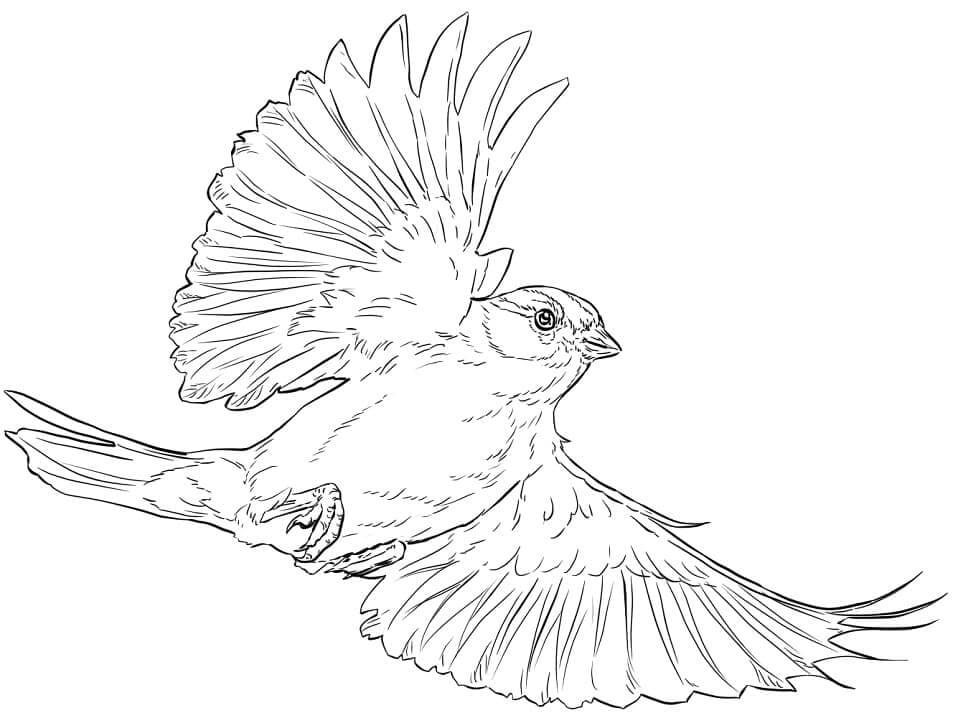 dibujo chipping gorrion volando para colorear